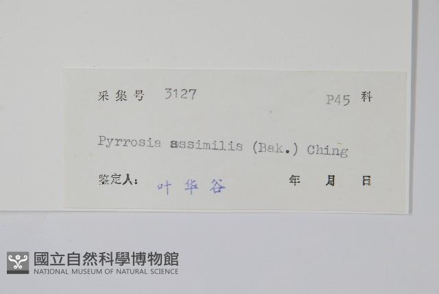 相異石韋藏品圖，第2張