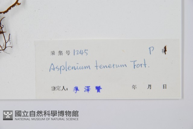 鈍齒鐵角蕨藏品圖，第2張