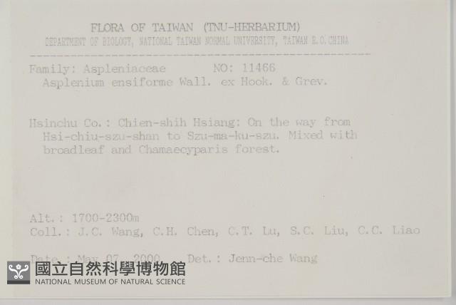 劍葉鐵角蕨、箭葉鐵角蕨藏品圖，第2張