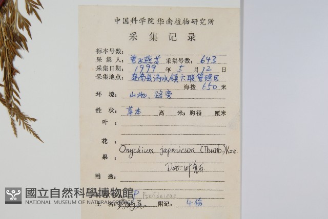 日本金粉蕨藏品圖，第2張