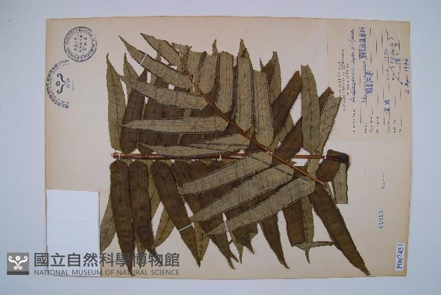 觀音座蓮藏品圖，第1張