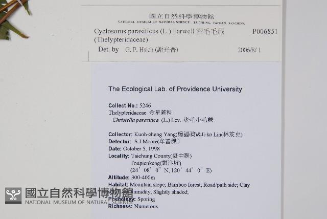 密毛毛蕨藏品圖，第2張