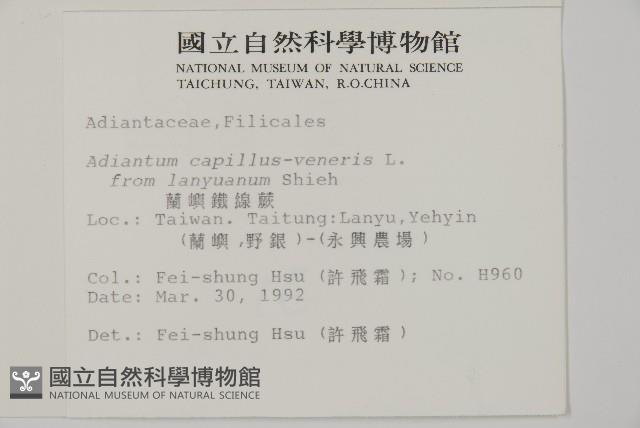 蘭嶼鐵線蕨藏品圖，第2張