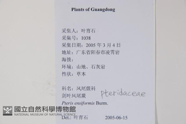 箭葉鳳尾蕨藏品圖，第2張