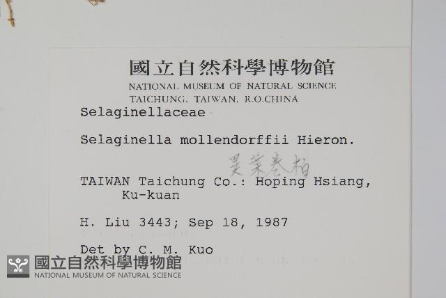 異葉卷柏藏品圖，第2張