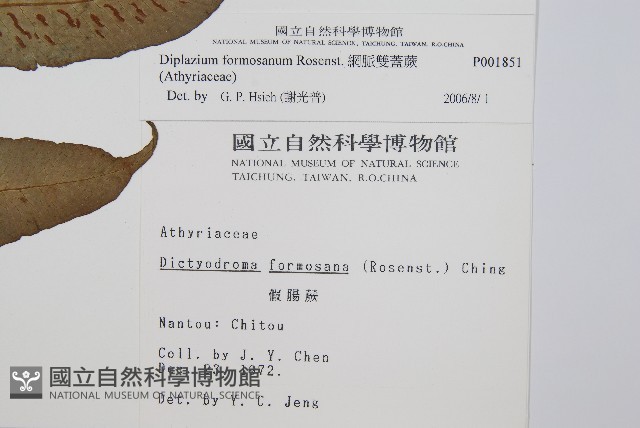 網脈雙蓋蕨藏品圖，第2張