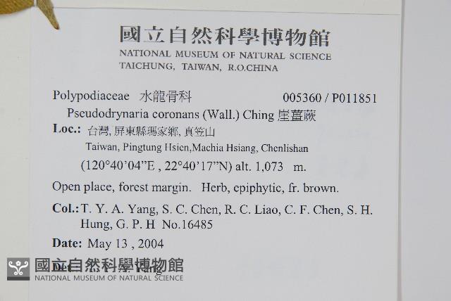 崖薑蕨藏品圖，第2張