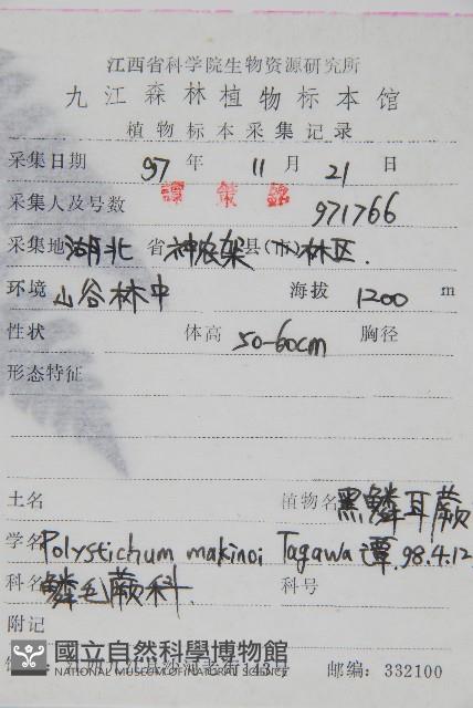 黑鱗耳蕨藏品圖，第2張