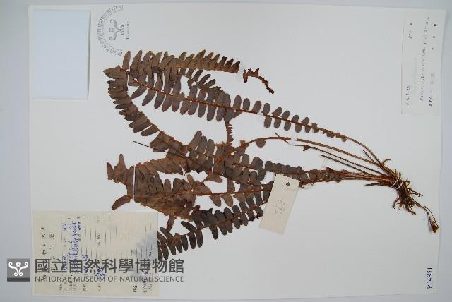 腎蕨藏品圖，第1張