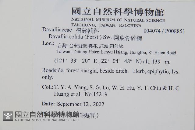 闊葉骨碎補藏品圖，第2張