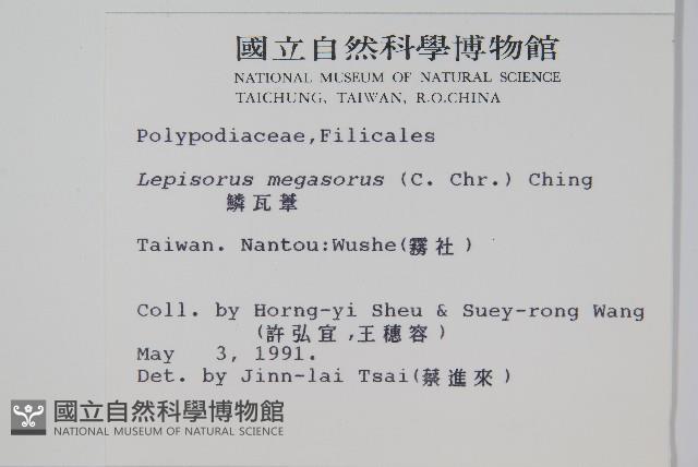 鱗瓦葦、長柄瓦葦藏品圖，第2張