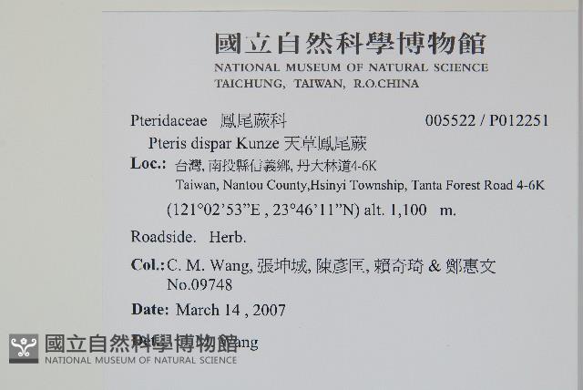 天草鳳尾蕨藏品圖，第2張