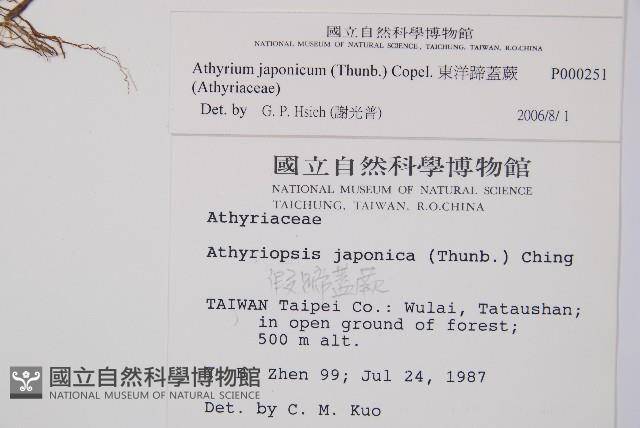 東洋蹄蓋蕨藏品圖，第2張