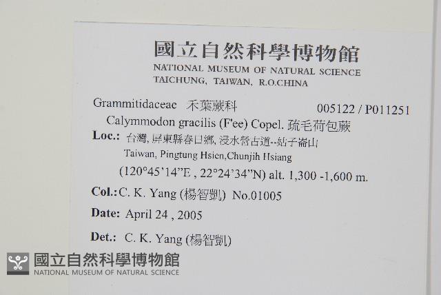 疏毛荷包蕨藏品圖，第2張