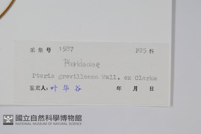 翅柄鳳尾蕨藏品圖，第2張