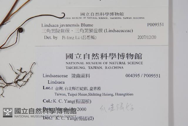 三角葉陵齒蕨、三角葉鱗齒蕨藏品圖，第2張