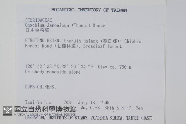 日本金粉蕨藏品圖，第2張