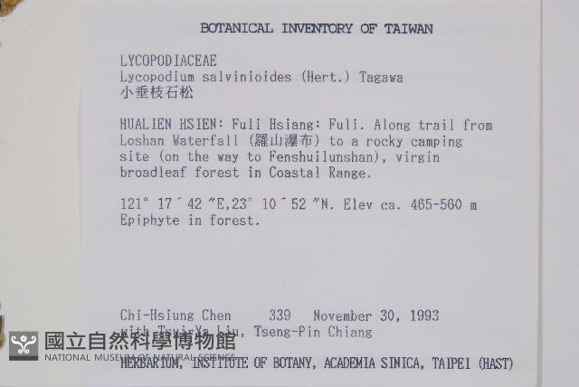 小垂枝石松藏品圖，第2張