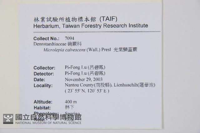 光葉鱗蓋蕨藏品圖，第1張