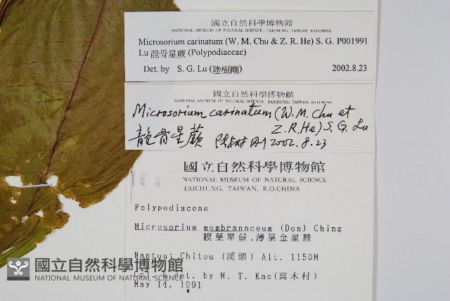龍骨星蕨藏品圖，第2張