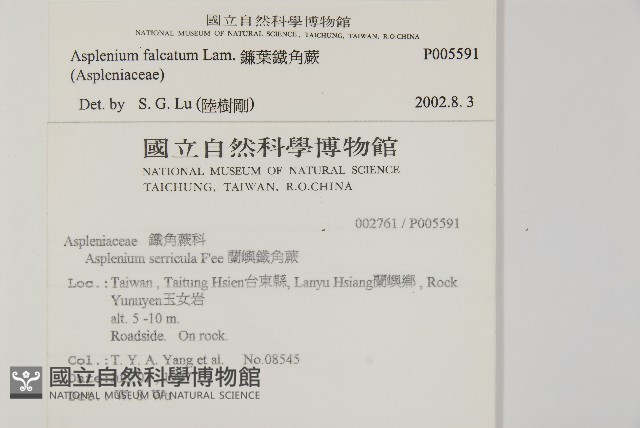 烏蕨藏品圖，第2張