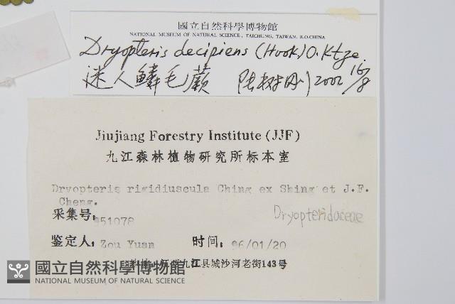 迷人鱗毛蕨、異蓋鱗毛蕨藏品圖，第2張