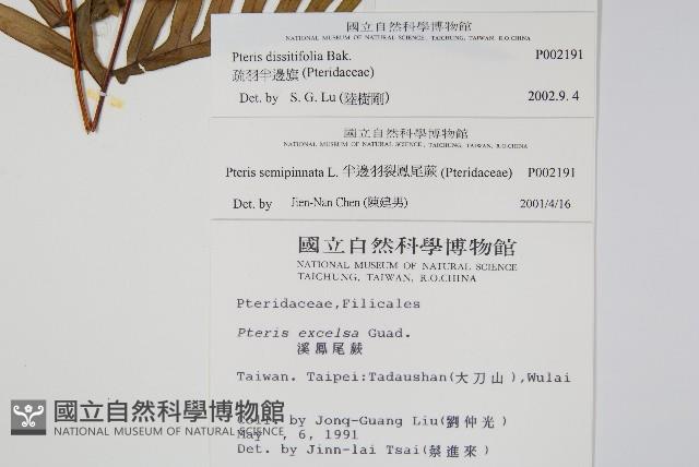 疏羽半邊旗藏品圖，第2張