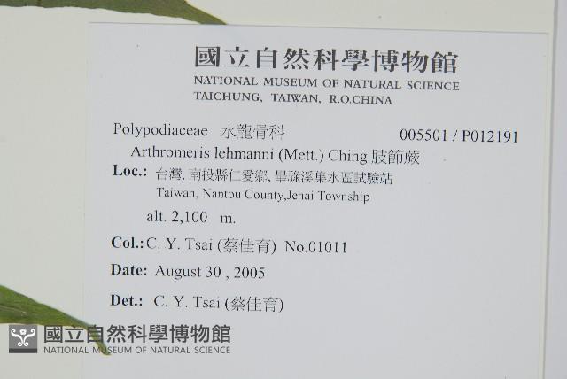 肢節蕨藏品圖，第2張