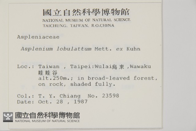 裂葉鐵角蕨藏品圖，第2張
