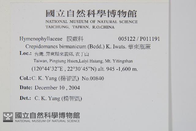 華東瓶蕨藏品圖，第2張