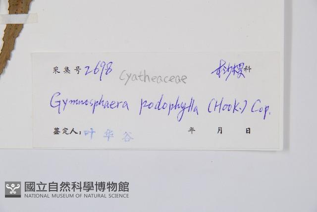 黑桫蕨藏品圖，第2張