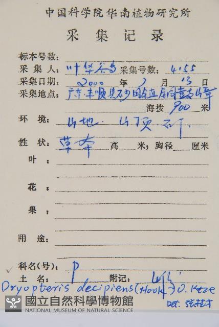 迷人鱗毛蕨、異蓋鱗毛蕨藏品圖，第2張