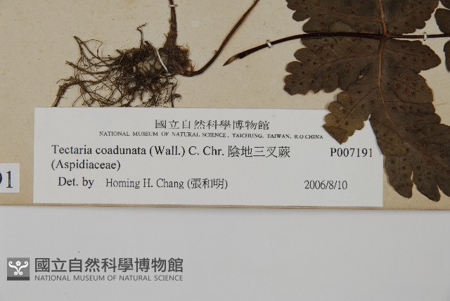 陰地三叉蕨藏品圖，第2張