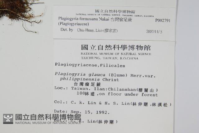 台灣瘤足蕨藏品圖，第2張