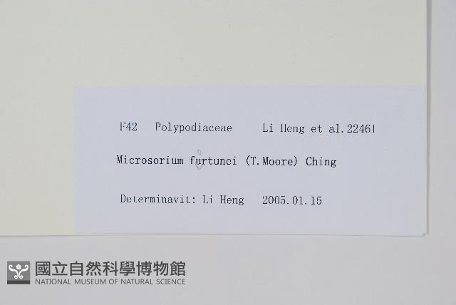 大星蕨藏品圖，第2張