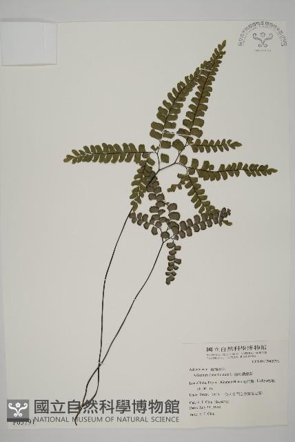 扇葉鐵線蕨藏品圖，第1張
