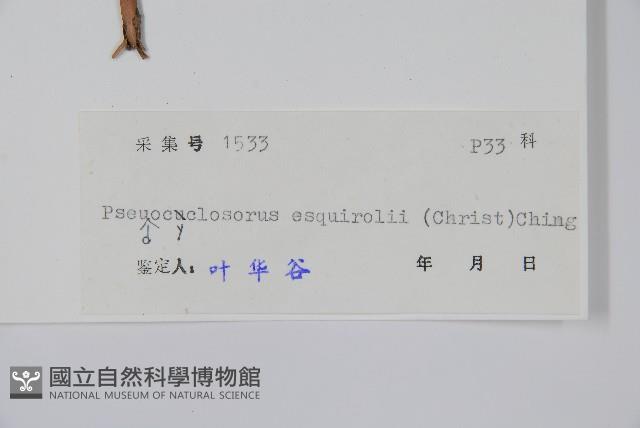 假毛蕨藏品圖，第2張