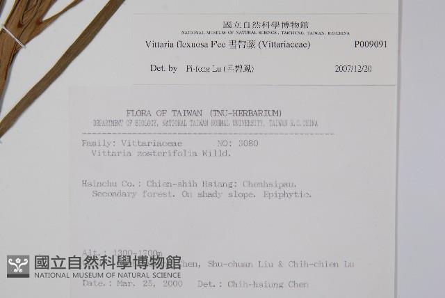 書帶蕨藏品圖，第2張