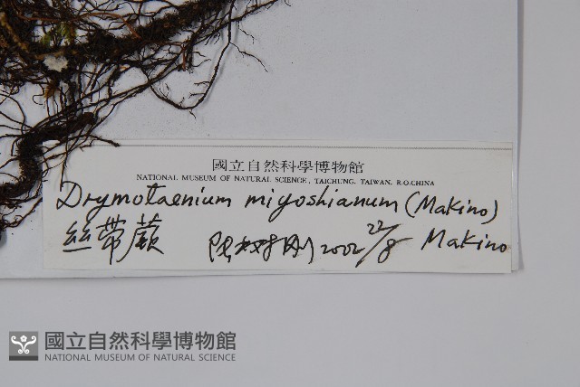 二條線蕨藏品圖，第2張