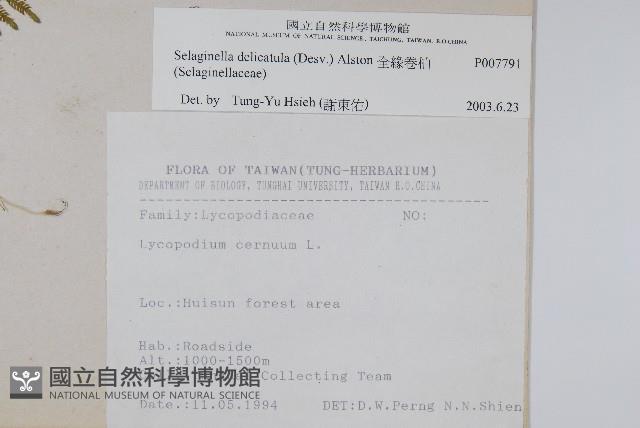 全緣卷柏藏品圖，第2張