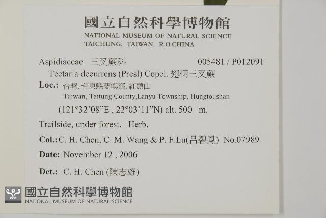 翅柄三叉蕨藏品圖，第2張