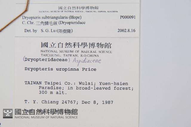 紅苞鱗毛蕨藏品圖，第2張