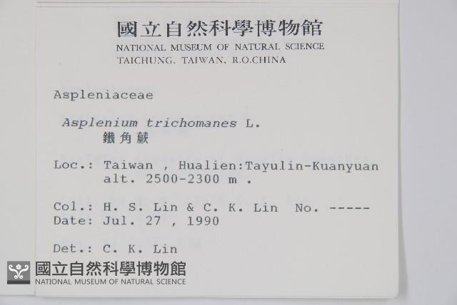 鐵角蕨藏品圖，第2張