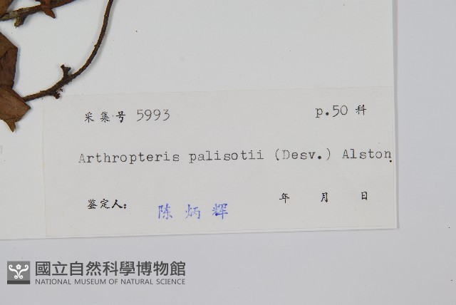 藤蕨藏品圖，第2張