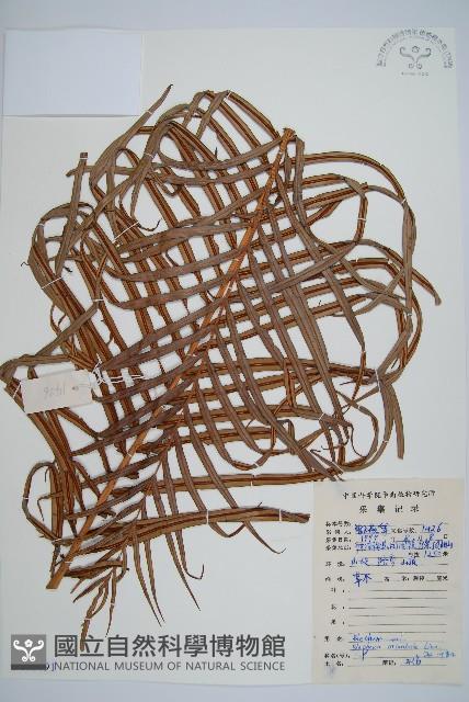 烏毛蕨藏品圖，第1張