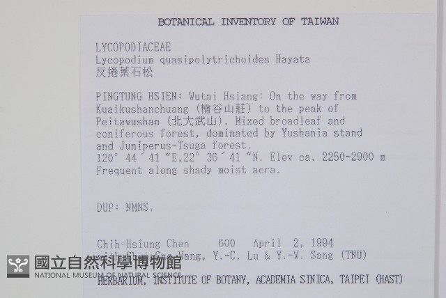 反捲葉石松藏品圖，第2張