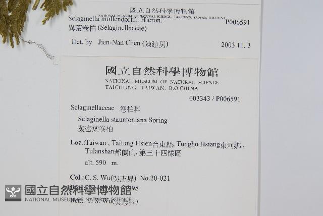 異葉卷柏藏品圖，第2張