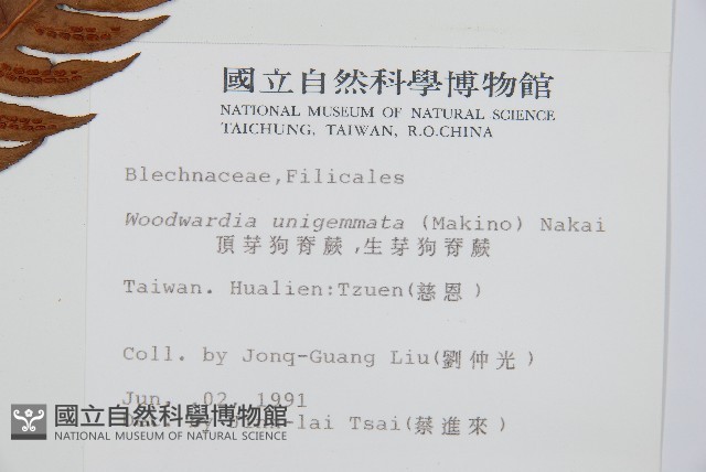 生芽狗脊蕨、頂芽狗脊蕨藏品圖，第2張