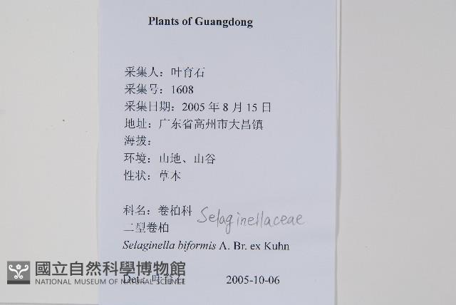 二形卷柏藏品圖，第2張