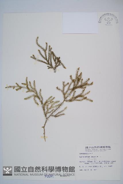 過山龍藏品圖，第1張